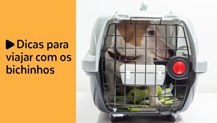 Dicas para viajar com animal de estimação